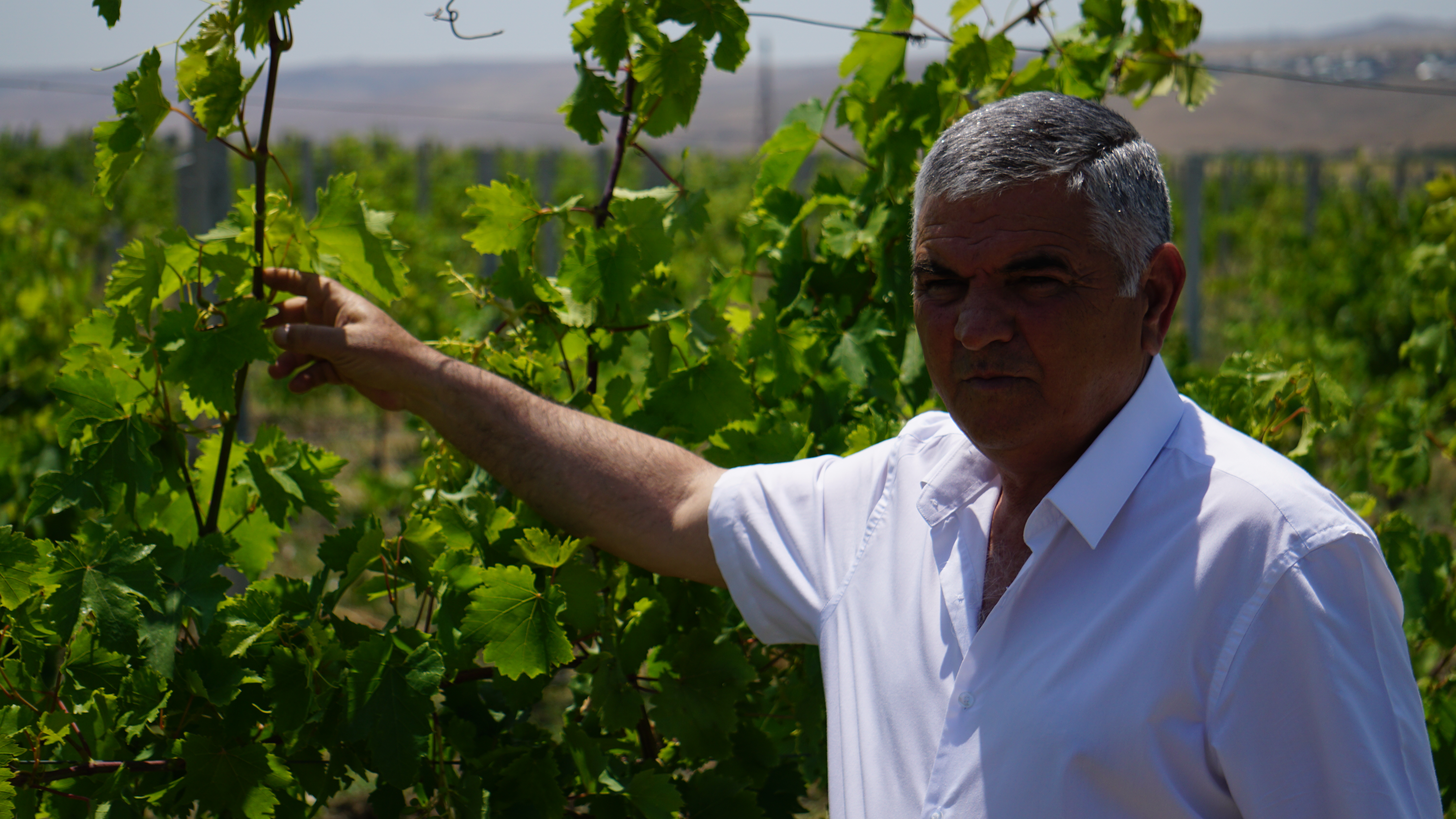 Агроном Ахмедалы Ахмедов считает, что закупочные цены  на виноград должны регулироваться государством. Шамахы, Азербайджан. Фото Ислам Шыхали