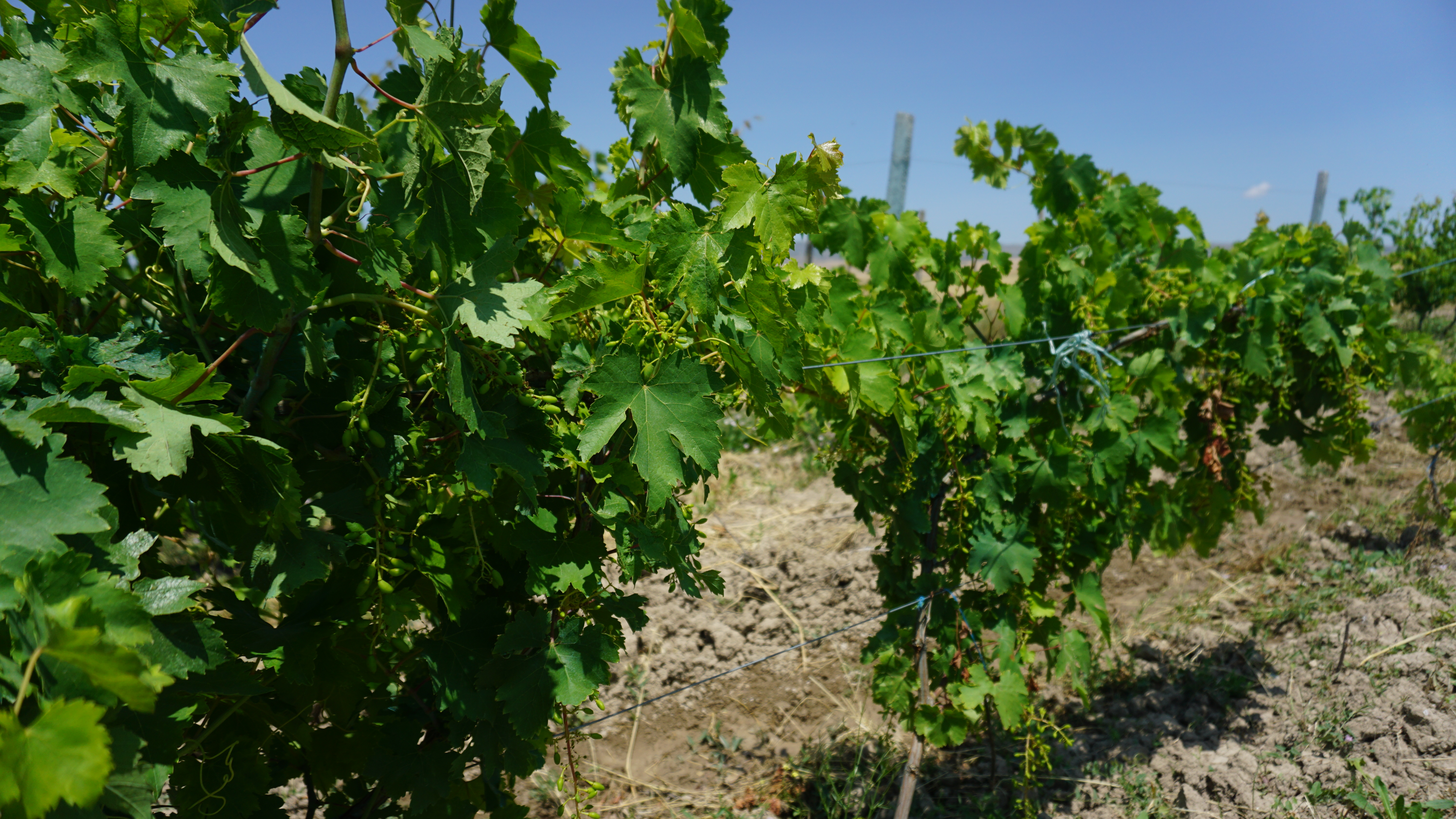 В Азербайджане виноградарство и виноделие начало возрождаться с 2002 года. Фото Ислам Шыхали